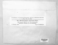 Paracercosporidium microsorum image